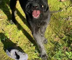 8 months old giant schnauzer for sale