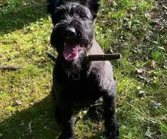 8 months old giant schnauzer for sale - 4