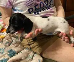 5 Chiweenie puppies for sale