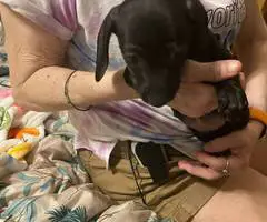 5 Chiweenie puppies for sale