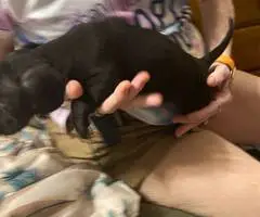 5 Chiweenie puppies for sale