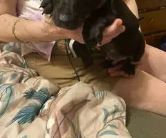 5 Chiweenie puppies for sale