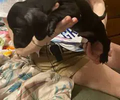 5 Chiweenie puppies for sale
