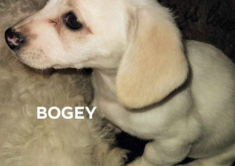 Jack russell poodle mix puppies for adoption