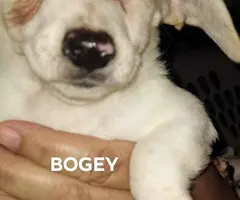 Jack russell poodle mix puppies for adoption