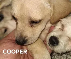 Jack russell poodle mix puppies for adoption