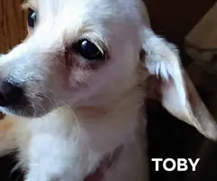 Jack russell poodle mix puppies for adoption