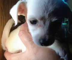 Jack russell poodle mix puppies for adoption