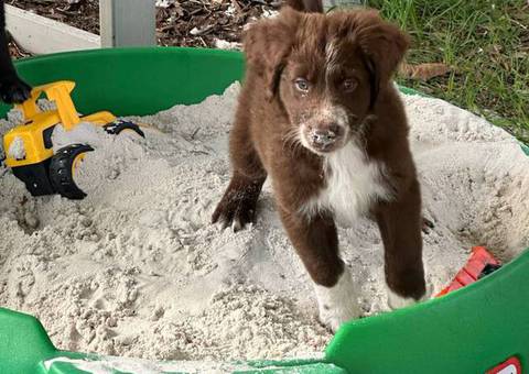 4 Aussiedoodle puppies left