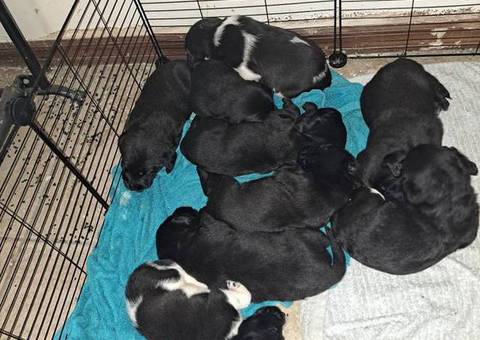 Beagle Labrador mix puppies