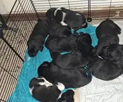 Beagle Labrador mix puppies