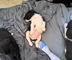 Beagle Labrador mix puppies - 2