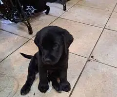 Beagle Labrador mix puppies - 3