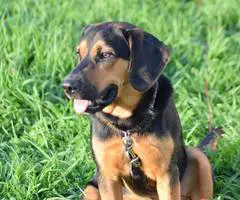 Beagle Labrador mix puppies - 5