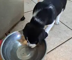 Beagle Labrador mix puppies - 6