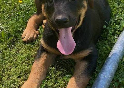 2 Shepweiler puppies for sale