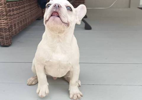 AKC platinum and fawn Frenchie puppies for sale