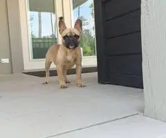 AKC platinum and fawn Frenchie puppies for sale - 7