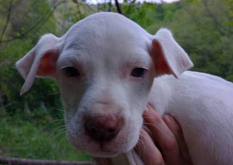 Pitbull Border Collie cross puppies