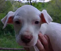 Pitbull Border Collie cross puppies