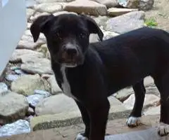 Pitbull Border Collie cross puppies - 5