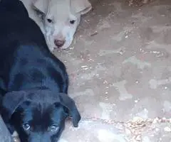 Pitbull Border Collie cross puppies - 6