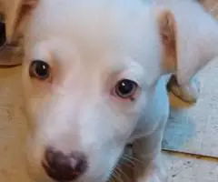Pitbull Border Collie cross puppies - 7