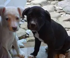 Pitbull Border Collie cross puppies - 8