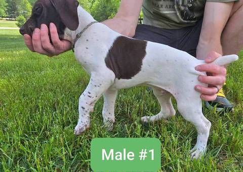 2 AKC German Shorthaired puppies for sale