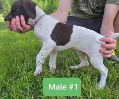 2 AKC German Shorthaired puppies for sale