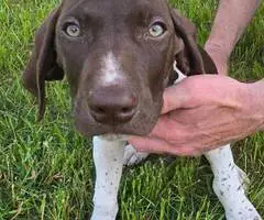 2 AKC German Shorthaired puppies for sale - 3