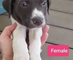 2 AKC German Shorthaired puppies for sale - 6