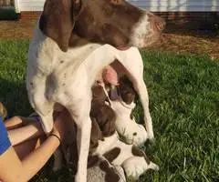2 AKC German Shorthaired puppies for sale - 8