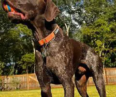 2 AKC German Shorthaired puppies for sale - 9