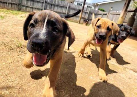 Boxer x German Shepherd puppies