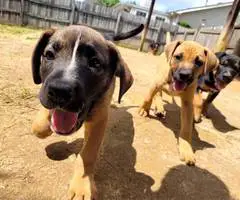 Boxer x German Shepherd puppies