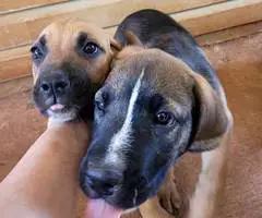 Boxer x German Shepherd puppies - 4