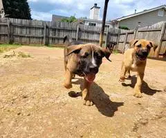 Boxer x German Shepherd puppies - 5