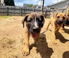 Boxer x German Shepherd puppies - 6