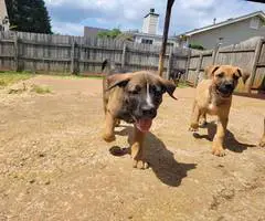 Boxer x German Shepherd puppies - 7