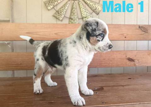 Beautiful Texas heeler puppies for sale