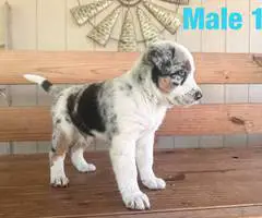 Beautiful Texas heeler puppies for sale