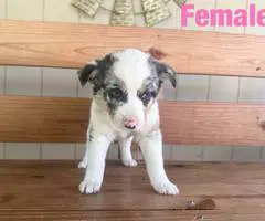 Beautiful Texas heeler puppies for sale - 2