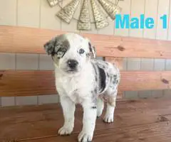 Beautiful Texas heeler puppies for sale - 3