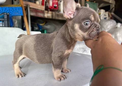 3 AKC French Bulldog pups for sale not cheap