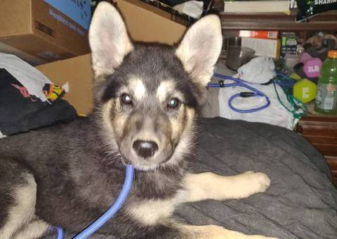 Female Shepsky puppy ready to go