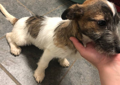 4 months old Jack russell puppy