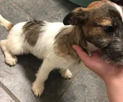 4 months old Jack russell puppy