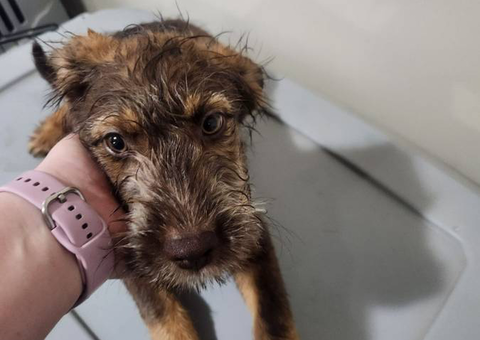 2 bernedoodle husky mix puppies for adoption