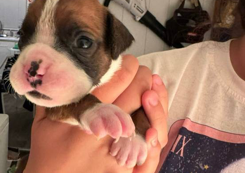 Fullblooded Boxer puppies